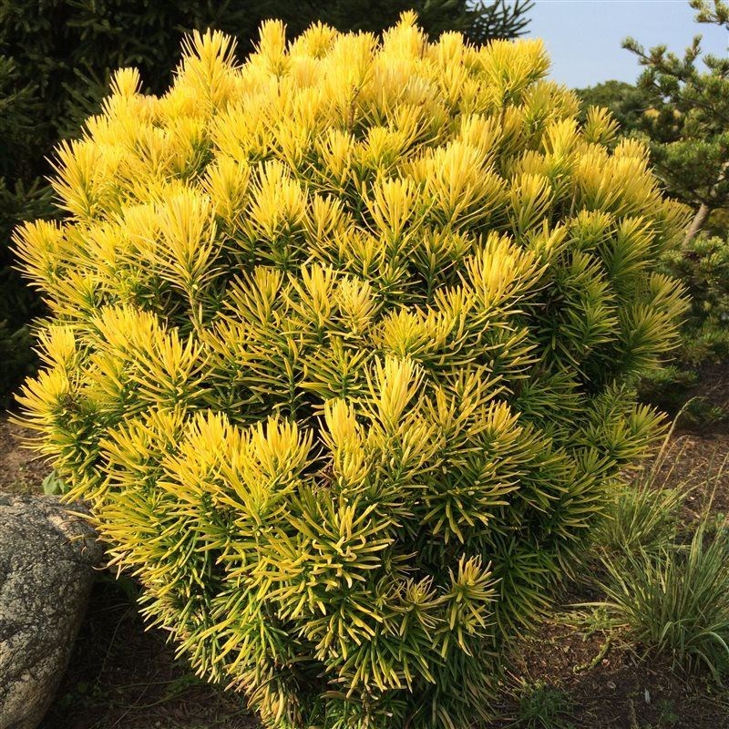 cephalotaxus harringtonia ‘korean gold’ - Tuincentrum Pelckmans