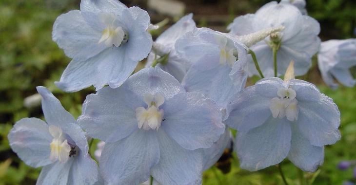 Delphinium Belladonna Ballkleid Tuincentrum Pelckmans 