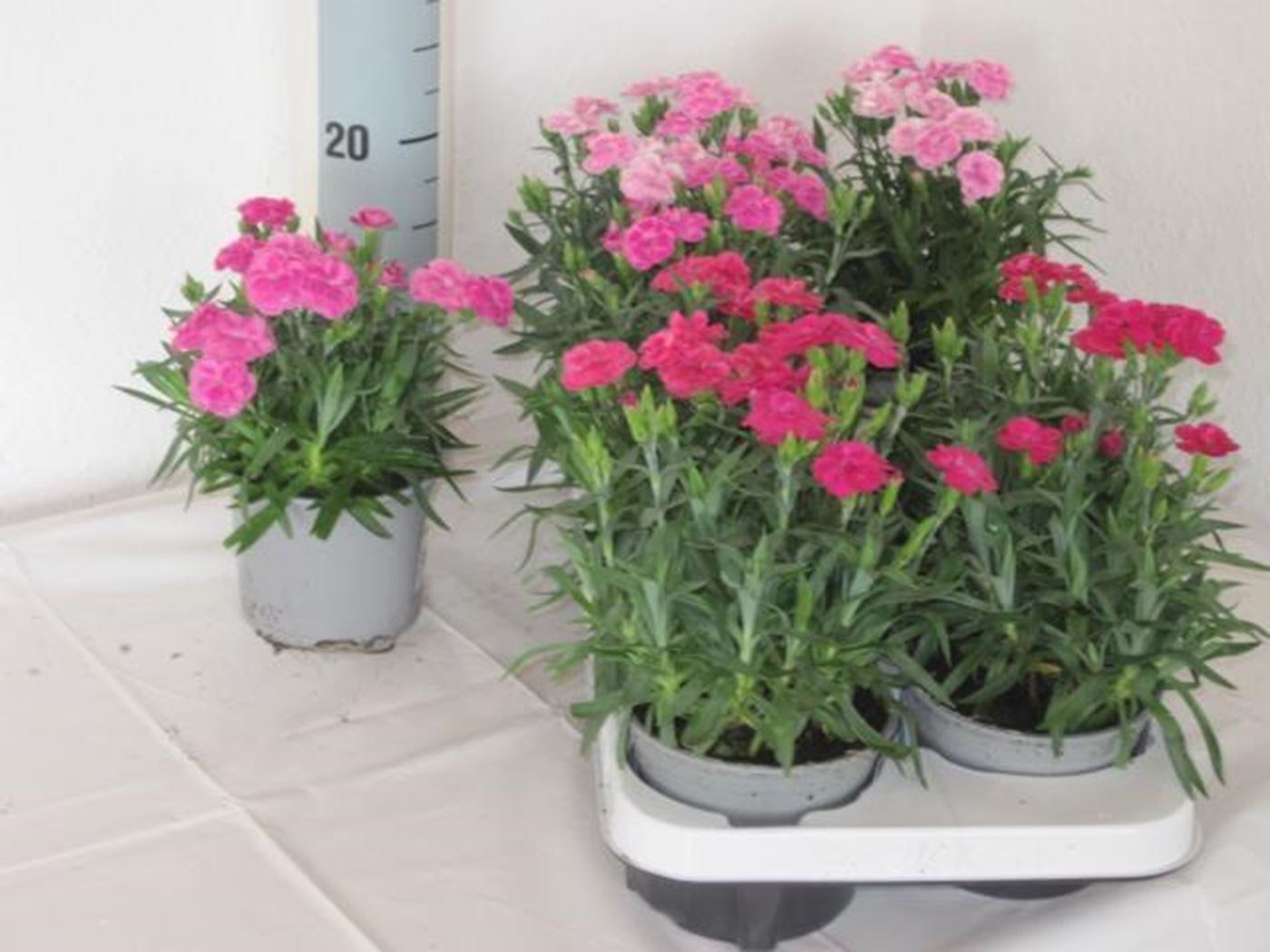 dianthus ‘peman’ - Tuincentrum Pelckmans