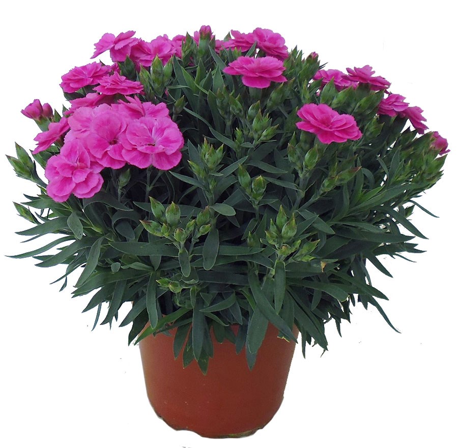 dianthus ‘peman’ - Tuincentrum Pelckmans