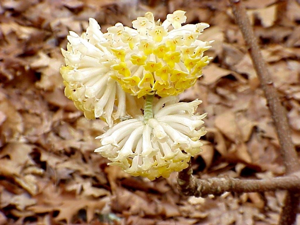 edgeworthia chrysantha ‘grandiflora’ - Tuincentrum Pelckmans