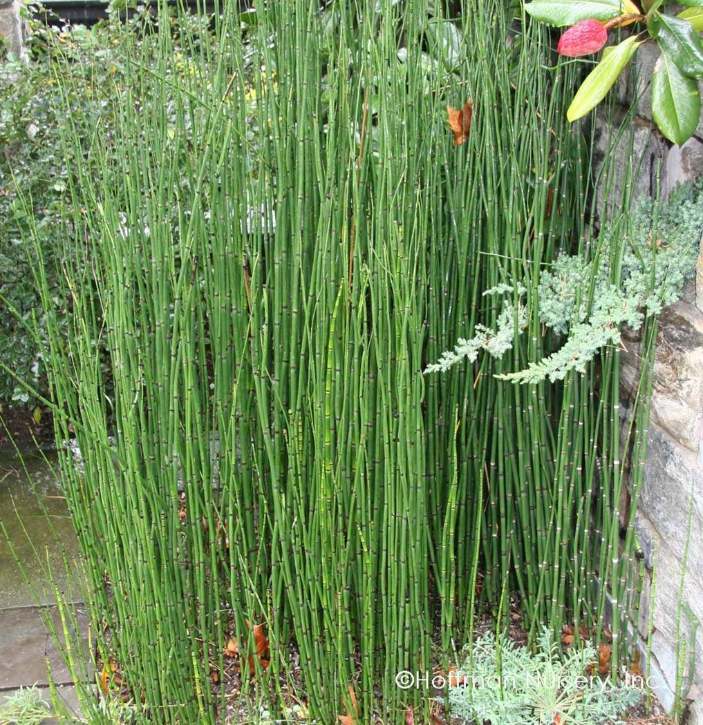 equisetum hyemale Tuincentrum Pelckmans