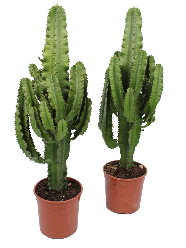 euphorbia ingens - Tuincentrum Pelckmans