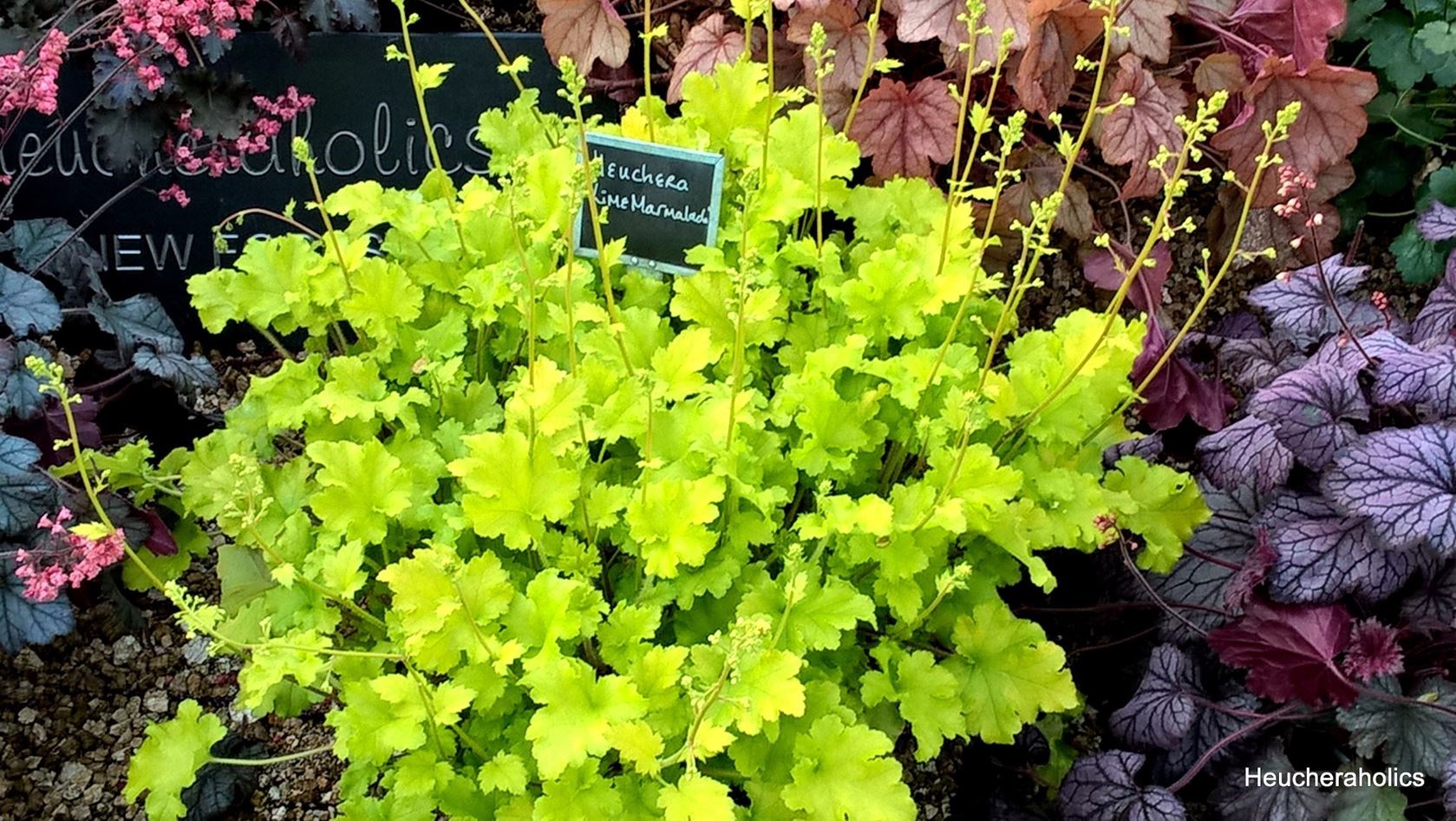 heuchera 'lime marmalade' Tuincentrum Pelckmans