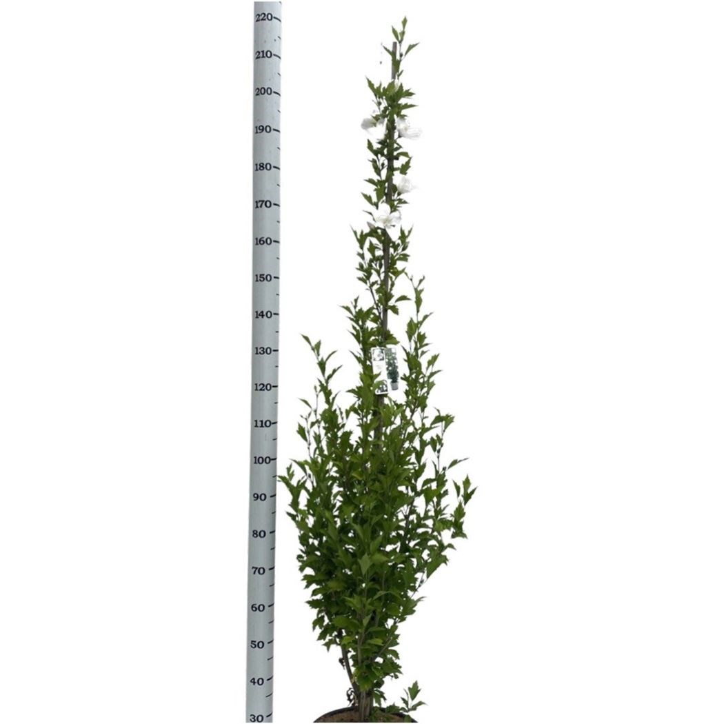 hibiscus syriacus 'flower tower white' Tuincentrum Pelckmans