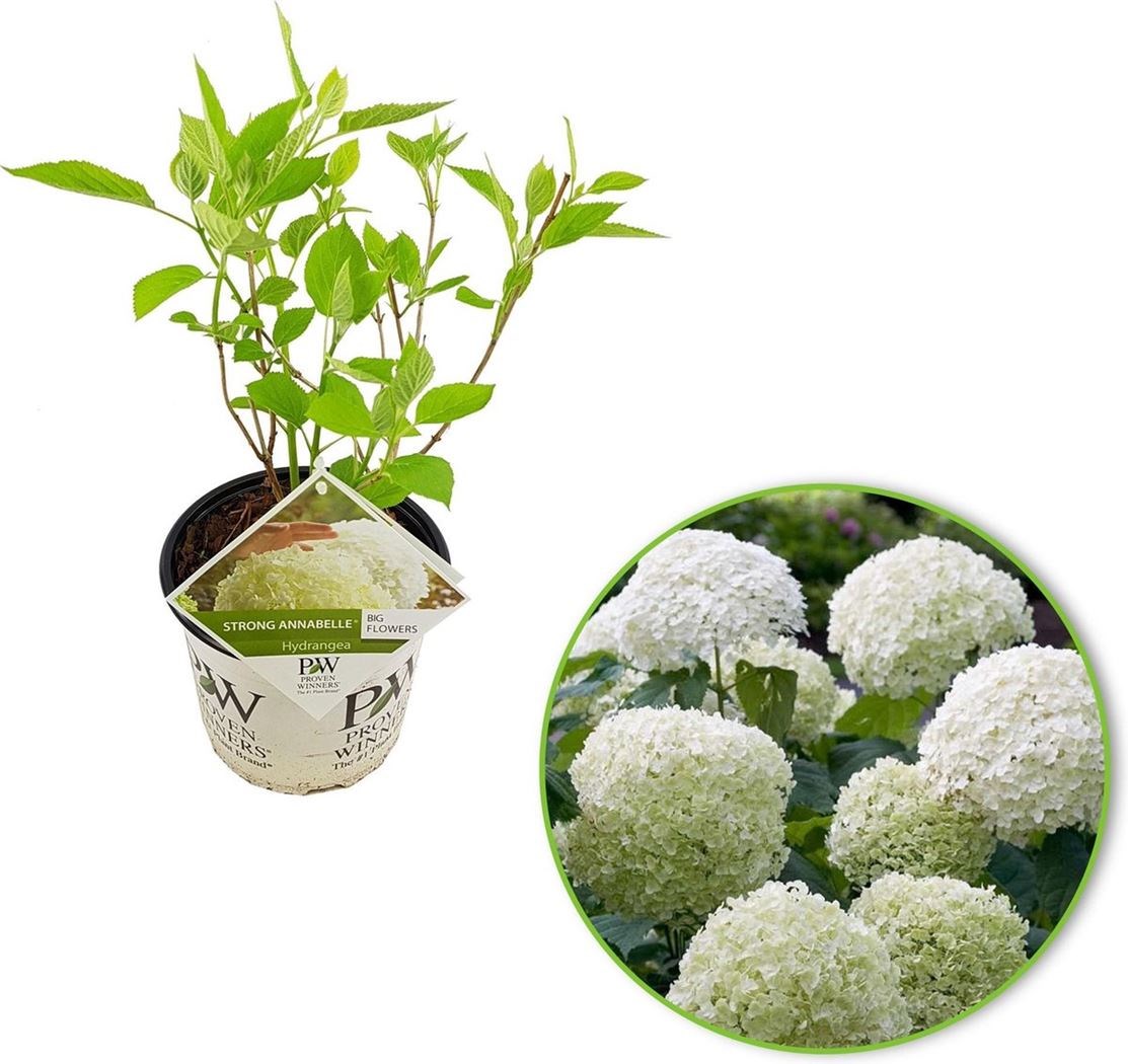 hydrangea arborescens 'strong annabelle'® Tuincentrum Pelckmans
