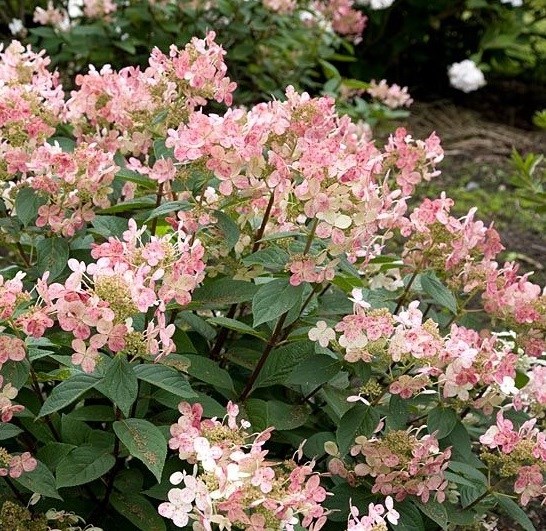 hydrangea paniculata ’early sensation’® - Tuincentrum Pelckmans