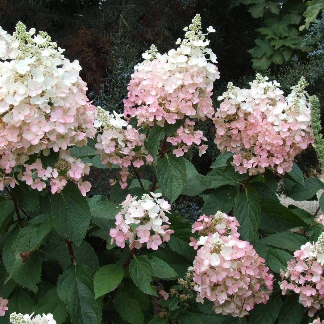 hydrangea paniculata 'pink lady' Tuincentrum Pelckmans