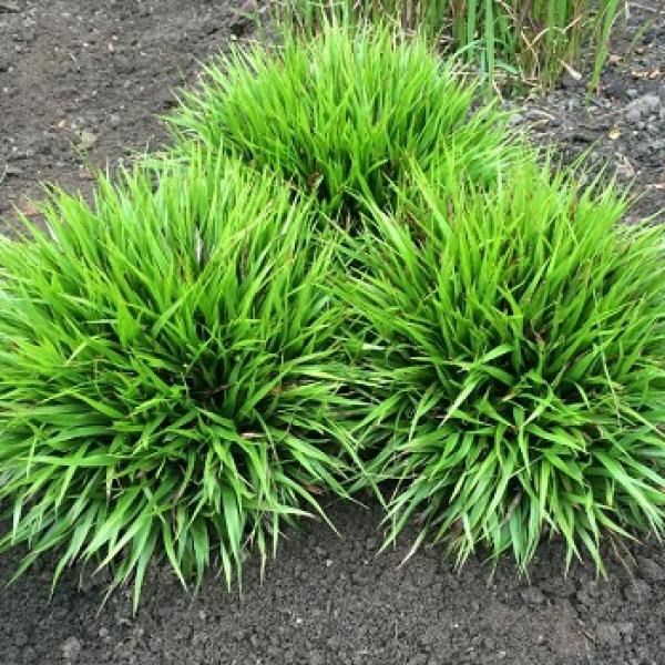 luzula pilosa ‘igel’ - Tuincentrum Pelckmans