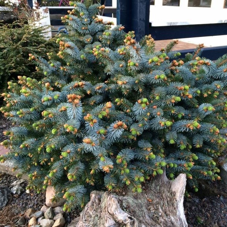 picea sitchensis 'tenas' - Tuincentrum Pelckmans