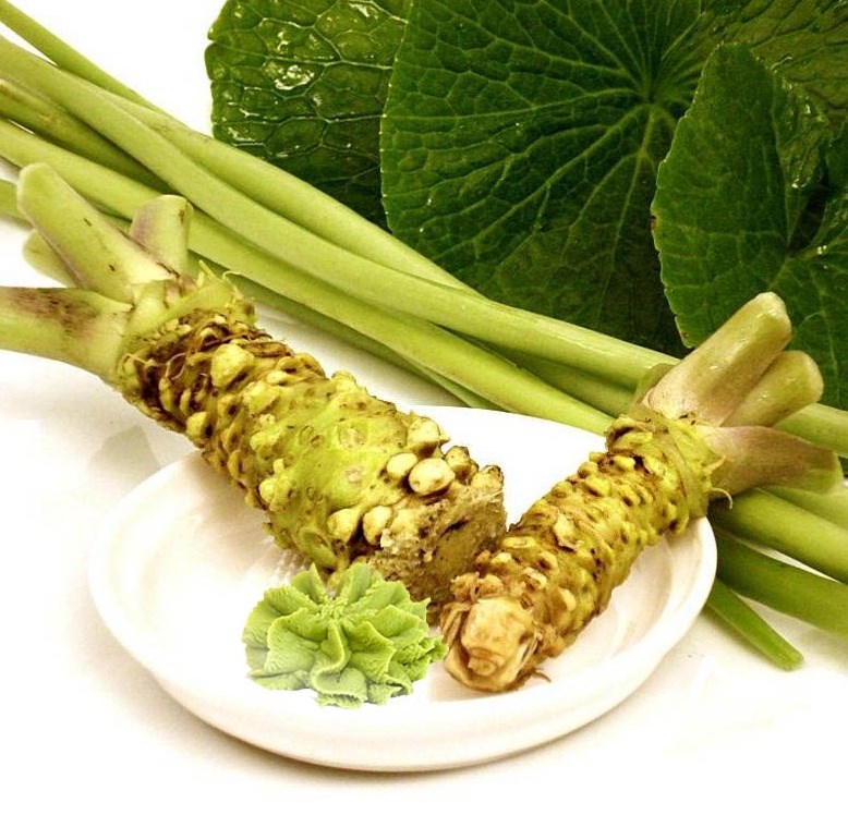 wasabia japonica 'mephisto red' (wasabi rood) Tuincentrum Pelckmans