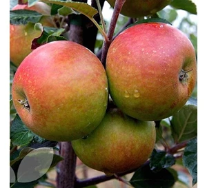 fruitboom appel 