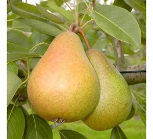fruitboom peer 
