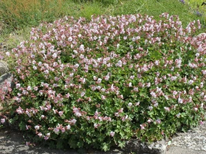 geranium macrorrizhum 