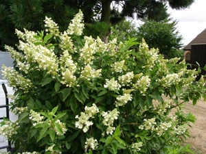hydrangea paniculata 