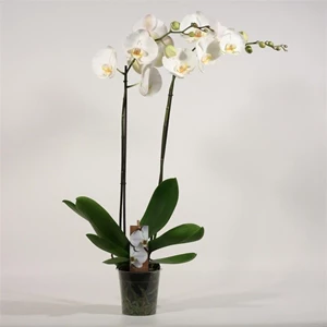 phalaenopsis wit 2 bloemstelen