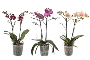 phalaenopsis gemengd 2 tot 3 bloemstelen