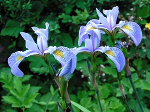 iris versicolor 