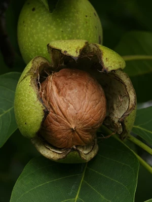 patiofruit juglans regia