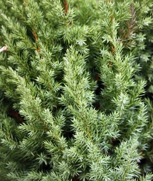 juniperus chinensis 