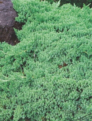 juniperus procumbens 