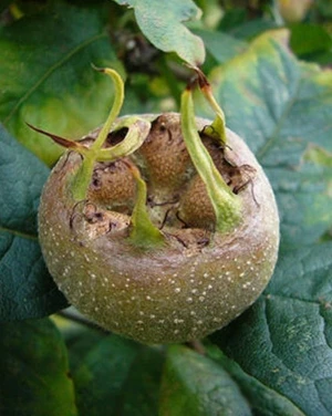 patiofruit mespilus germanica 