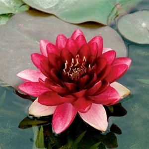 nymphaea perry almost black (rood)