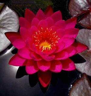 nymphaea rood