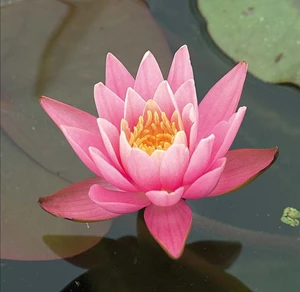 nymphaea roze in mand