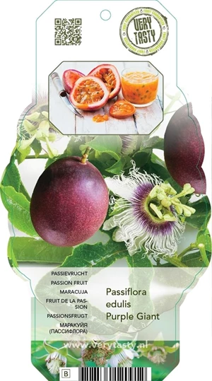passiflora edulis 