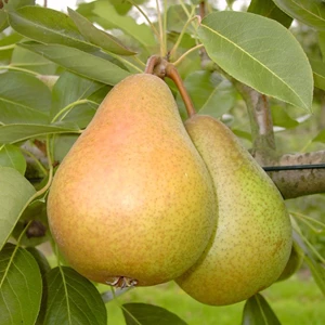 fruitboom peer 