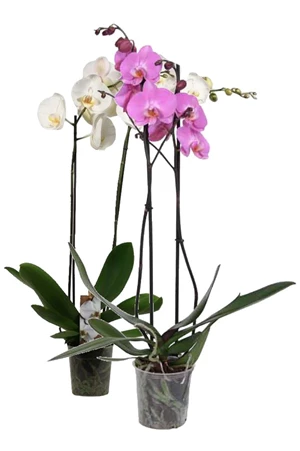 phalaenopsis gemengd 2 bloemstelen