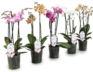 phalaenopsis gemengd 4 tot 5 bloemstelen