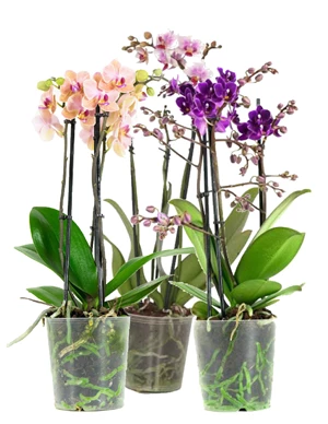 phalaenopsis multiflora 