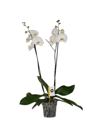phalaenopsis wit 2 bloemstelen