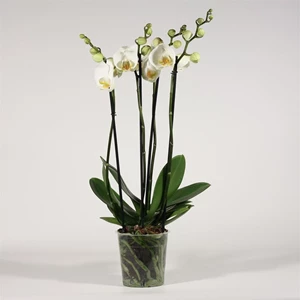 phalaenopsis wit 4 tot 5 bloemstelen