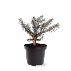 picea pungens 