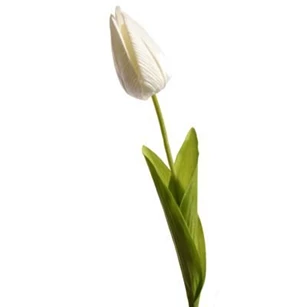 single tulip white
