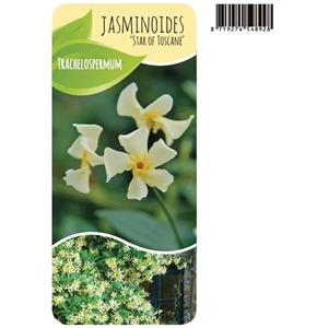 trachelospermum jasminoides 