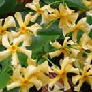 trachelospermum-jasminoides-star-of-toscane