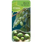 actinidia-arguta-kiwiberry-issai-