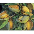 amandel-fruitboom