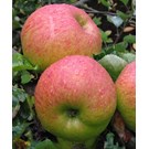Apple-Bramley-Seedling