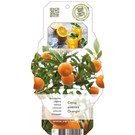 citrus-sinensis-orangin