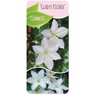 clematis-gladys-picard-