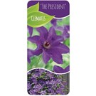 clematis-the-president-