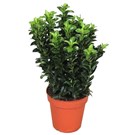 euonymus-japonica-green-spire