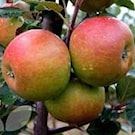 fruitboom-appel-cox-s-orange-pippin-