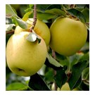 fruitboom-appel-golden-delicious-