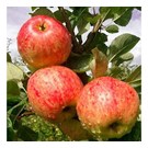 fruitboom-appel-james-grieve-